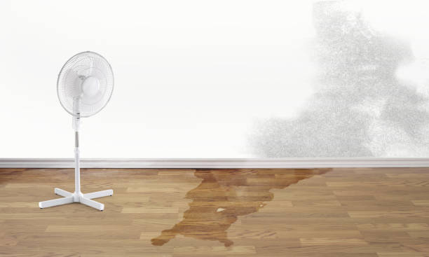 Best Professional water damage repair  in Tifton, GA